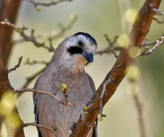 Alakarga / Garrulus glandarius