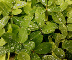 After the rain...