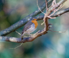 European robin