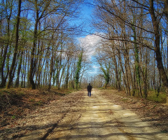 Orman Yolu