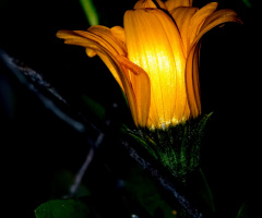 NIGHT SONORAN DESERT FLOWER