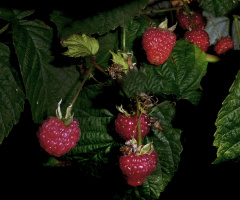 BEEREN