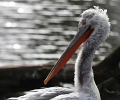 Dalmatian Pelican