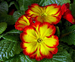 BLÜTEN