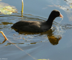 Im Wasser
