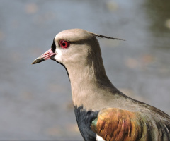 Quero-quero (Vanellus chilensis) 