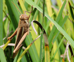 Gafanhoto