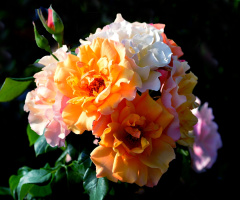 BLÜTEN