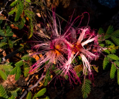 SONORAN DESERT FLOWER