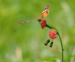 In Balance