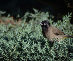 White-spectacled Bulbul