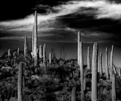 More Sonoran Desert In Black And White