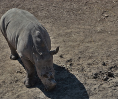 Rhino Moment 
