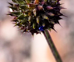 Sonoran Desert Vegetation