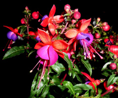 BLÜTEN