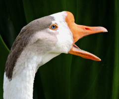Goose 