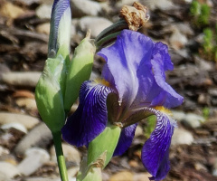 Blüten
