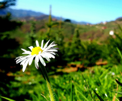 Doğa da papatya