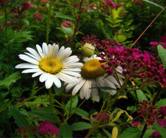 BLÜTEN