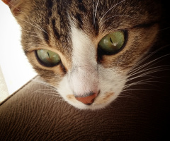 Mia