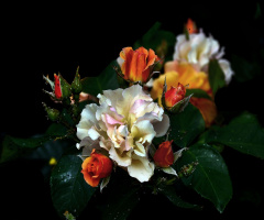 BLÜTEN