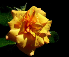 REGENTROPFEN