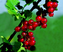 BEEREN