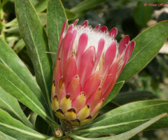Ananasblüte
