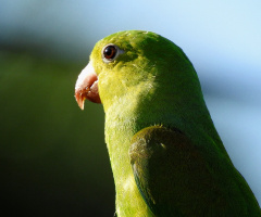 Periquito