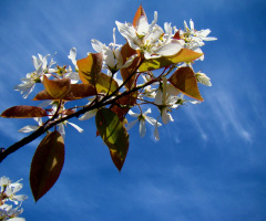FRÜHLING 