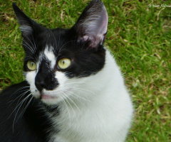 Katze