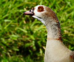 Alopochen aegyptiaca