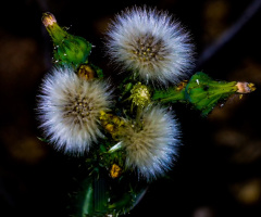Sonoran Desert Vegetation