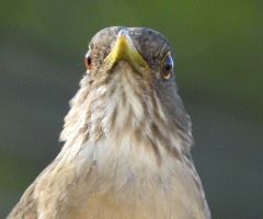 Turdus rufiventris 