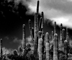 A Mighty Saguaro Cactus
