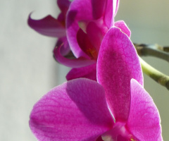 Orchidee