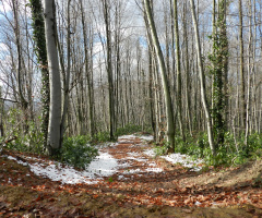 Orman