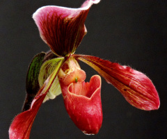Paphiopedilum
