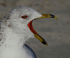 Silver Gull