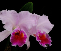 Cattleya