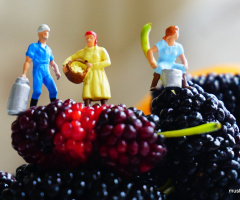 Miniciks Hayatlar  KARADUT HASADI 