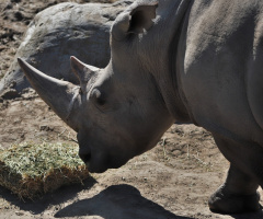 A Rhino Moment