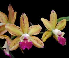 Cattleya granulosa