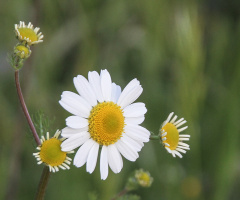 Papatya