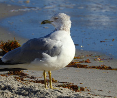 Gaivota