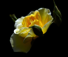 LICHT