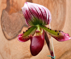 Paphiopedilum callosum