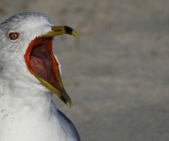 Open Beak