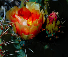 Sonoran Desert Flower