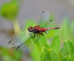 Dragonfly